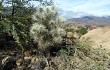 Anteprima di Cylindropuntia tunicata