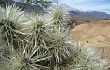 Vista previa de Cylindropuntia tunicata