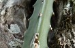 Preview photo Hylocereus setaceus