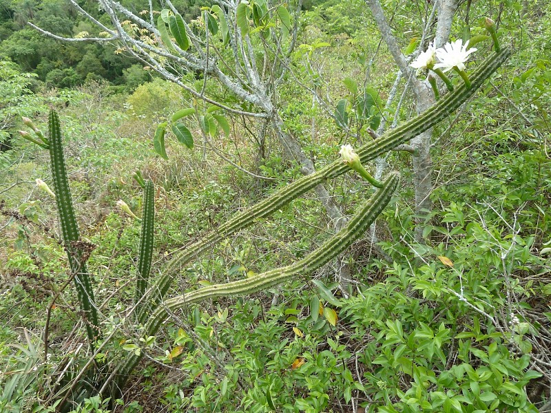 Fotografia di Cereus euchlorus in habitat