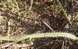 Anteprima di Cereus euchlorus