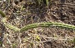 Preview photo Cereus euchlorus