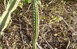 Preview photo Cereus euchlorus