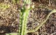 Preview photo Cereus euchlorus