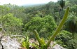 Vista previa de Cereus euchlorus