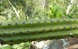 Preview photo Cereus euchlorus