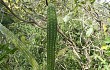 Preview photo Cereus euchlorus