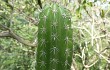 Anteprima di Cereus euchlorus