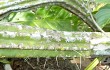 Preview photo Cereus euchlorus