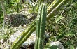 Vista previa de Cereus euchlorus