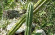 Preview photo Cereus euchlorus