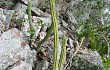 Anteprima di Cereus euchlorus