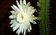 Anteprima di Cereus euchlorus