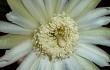 Preview photo Cereus euchlorus