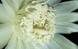 Preview photo Cereus euchlorus