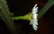 Preview photo Cereus euchlorus