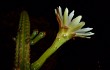 Preview photo Cereus euchlorus