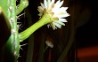 Preview photo Cereus euchlorus