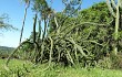 Anteprima di Cereus euchlorus