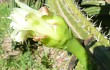 Anteprima di Cereus euchlorus