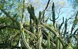 Anteprima di Cereus euchlorus