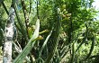 Anteprima di Cereus euchlorus