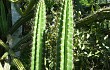 Anteprima di Cereus euchlorus