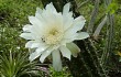 Anteprima di Cereus euchlorus