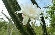 Vista previa de Cereus euchlorus