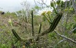 Vista previa de Cereus euchlorus