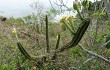 Vista previa de Cereus euchlorus