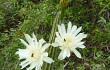 Preview photo Cereus euchlorus