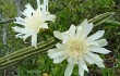 Preview photo Cereus euchlorus