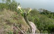 Vista previa de Cereus euchlorus