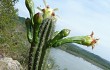 Vista previa de Cereus euchlorus