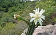 Vista previa de Cereus euchlorus