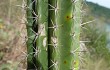 Preview photo Cereus euchlorus