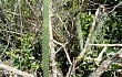 Anteprima di Cereus saxicola