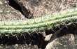 Preview photo Cereus saxicola