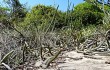 Preview photo Cereus saxicola