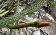 Anteprima di Cereus saxicola