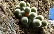 Anteprima di Rebutia fabrisii