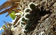 Anteprima di Rebutia fabrisii