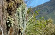 Anteprima di Rebutia fabrisii