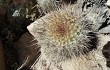 Preview photo Rebutia fiebrigii