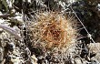 Preview photo Rebutia robustispina