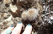 Preview photo Rebutia robustispina