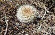 Preview photo Rebutia robustispina