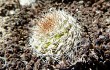 Anteprima di Rebutia robustispina