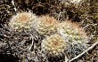 Anteprima di Rebutia robustispina